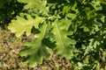 A branch of green oaken leaves in the forest