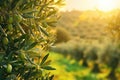 A branch with green olives on a field background. The olive tree is illuminated by sun\'s rays Royalty Free Stock Photo