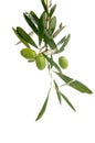 Branch of green olives Royalty Free Stock Photo