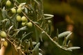 Branch of green olives. Olives on olive tree. Background. Royalty Free Stock Photo