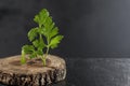 branch with green parsley the table