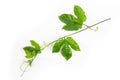 Branch of Green passion fruit leaves isolated on white background Royalty Free Stock Photo