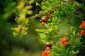 Branch of a green plant with an orange flower of a pomegranate Royalty Free Stock Photo