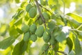 A branch with green plums in the garden. Plum tree with unripe fruits Royalty Free Stock Photo