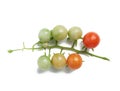 Branch with green and red fruits of cherry tomato isolated on white background Royalty Free Stock Photo