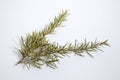 Branch of green rosemary isolated in a white background Royalty Free Stock Photo