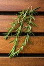 Branch of green rosemary. Royalty Free Stock Photo