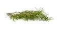 Branch of green santolina Royalty Free Stock Photo