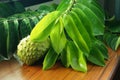 Branch of Green Soursop leaves and fresh frut