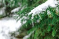 A branch of green spruce covered with snow and frozen drops. Icicles. Concept, hello winter, christmas, new year