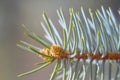 A branch of blue spruce with young shoots of cones close-up. macro Royalty Free Stock Photo