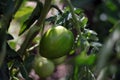 Branch with green tomatoes, garden