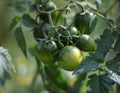 Branch with green tomatoes Royalty Free Stock Photo