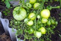 Branch green tomatoes in the greenhouse Royalty Free Stock Photo