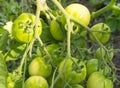 Branch with green tomatoes, growing vegetables in the garden and in the greenhouse Royalty Free Stock Photo