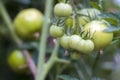 Branch of green tomatoes grows Royalty Free Stock Photo