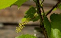 Branch with green unripe grapes Royalty Free Stock Photo