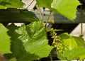 Branch with green unripe grapes Royalty Free Stock Photo