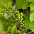 Branch with green unripe grapes, soft focus Royalty Free Stock Photo