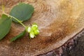 Branch of green unripe hazelnuts on the tree stump. Royalty Free Stock Photo