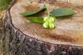 Branch of green unripe hazelnuts on the tree stump. Royalty Free Stock Photo