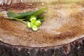 Branch of green unripe hazelnuts on the tree stump. Royalty Free Stock Photo