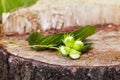 Branch of green unripe hazelnuts on the tree stump. Royalty Free Stock Photo