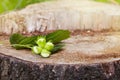 Branch of green unripe hazelnuts on the tree stump. Royalty Free Stock Photo