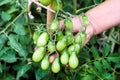 A branch of green unripe tomato on hand of hand Royalty Free Stock Photo