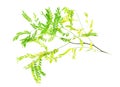 Branch with green and yellow leaves. The honey locust, Gleditsia triacanthos, also known as the thorny locust Royalty Free Stock Photo