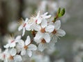 Greengage tree white blossoms spring season nature details