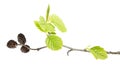 Branch of grey alder with mature cones and green leaves isolated on white background