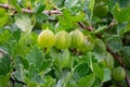 Branch with a group of mature gooseberries with green leaves in summertime