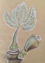 Branch of growing figs on craft paper