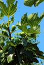 Branch growing figs