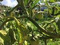 Branch with growing green tomatoes in the garden Royalty Free Stock Photo