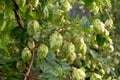 A branch of growing hops. Hops growing in nature