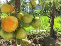 Branch with growing orange and yellow tomatoes in the garden