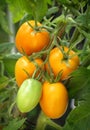 Branch growing tomatoes plum varieties Royalty Free Stock Photo