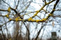 Branch of a growing tree with buds, without foliage, covered yellow moss.