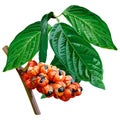 Branch of guarana with leaf and fruit