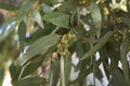 Branch with gumnut of Eucalyptus Royalty Free Stock Photo