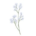 A branch of gypsophila, hand-drawn in watercolor style. Digital illustration on a white background. The floral element of the Royalty Free Stock Photo