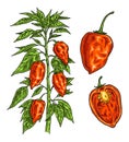 Branch of habanero plant with leaf and pepper. Vintage engraving