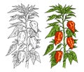 Branch of habanero plant with leaf and pepper. Vintage engraving
