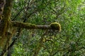 A branch has been covered by thick moss Royalty Free Stock Photo