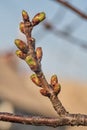 A branch with hatched leaves from bursting buds Royalty Free Stock Photo