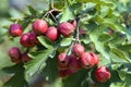 A branch of hawthorn Royalty Free Stock Photo