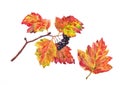 Branch of hawthorn. Autumn leaves and berries. Watercolor. Royalty Free Stock Photo