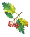 Branch Hawthorn with autumn leaves and red berries.